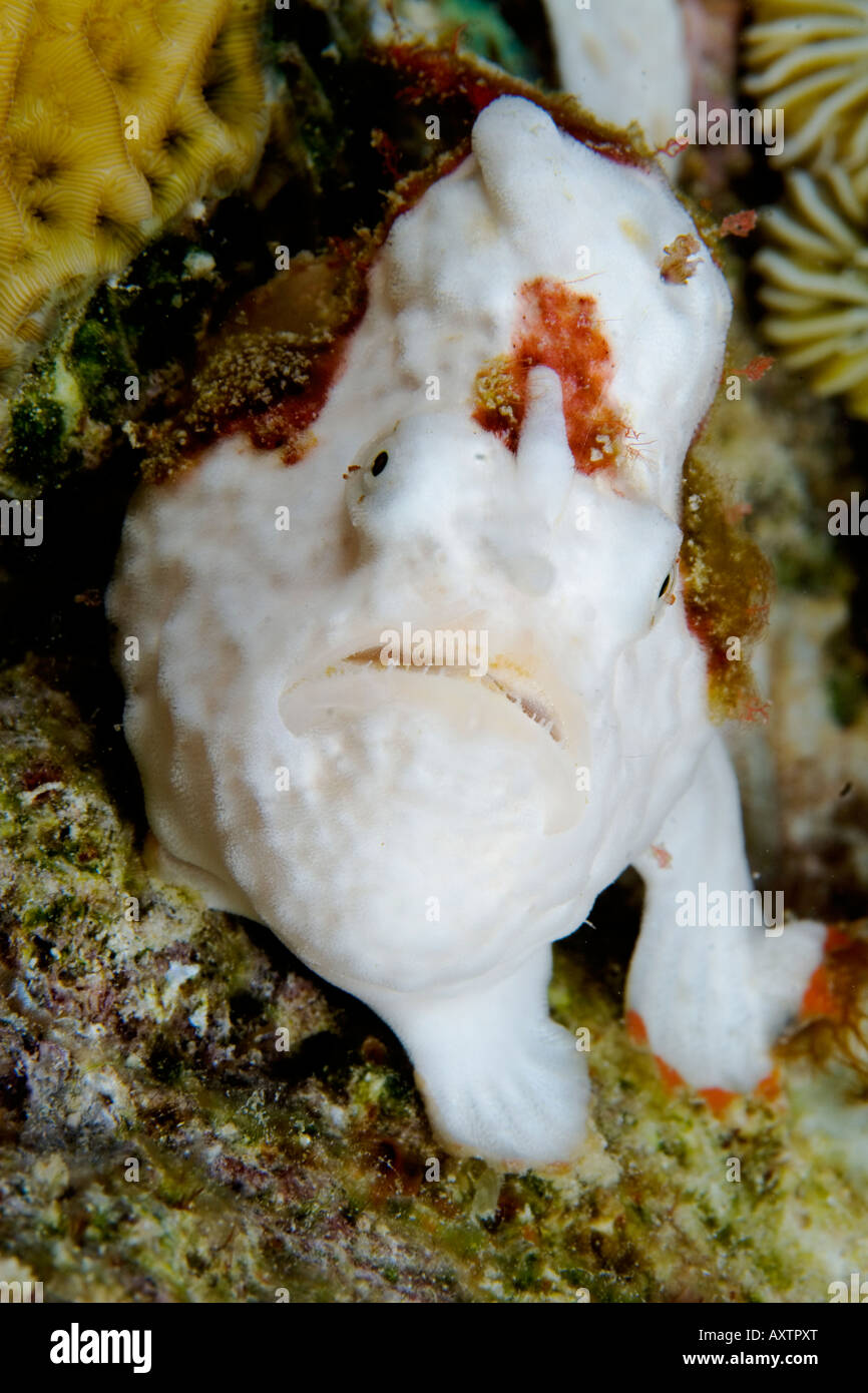 White Frogfish (Antennariidae) close-up taken in Bonaire, Netherland Antilles, Caribbean Stock Photo