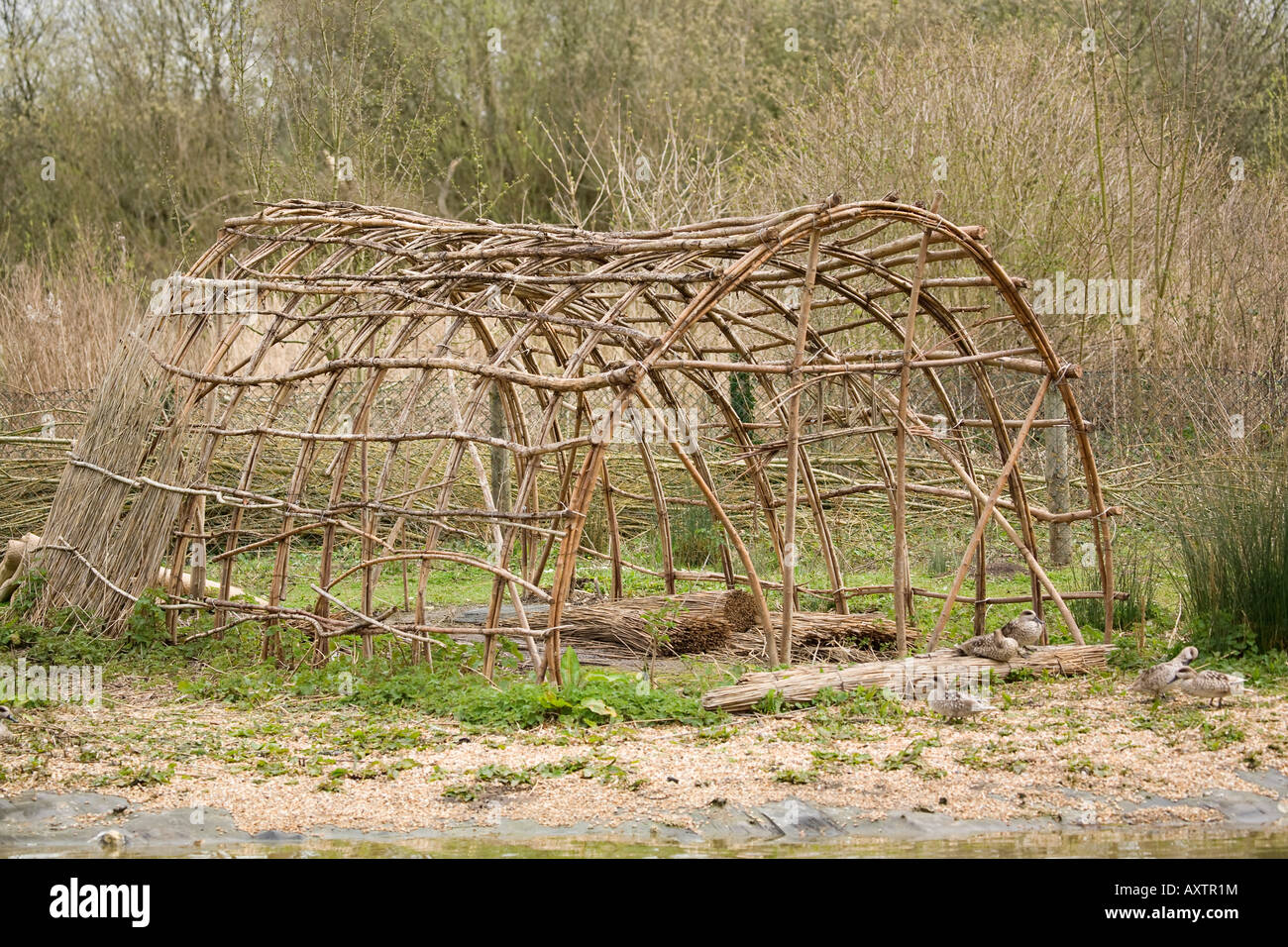 Waterfowl Reed Reed hut hi-res stock photography and images - Alamy