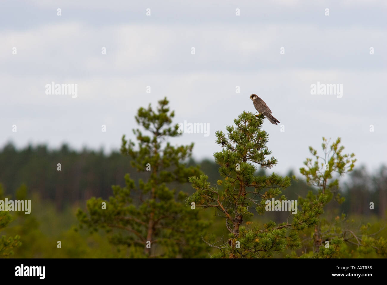 Red footed falcon Stock Photo