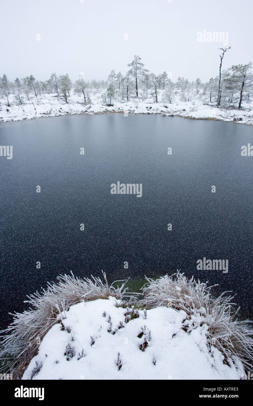 Frozen bog Stock Photo