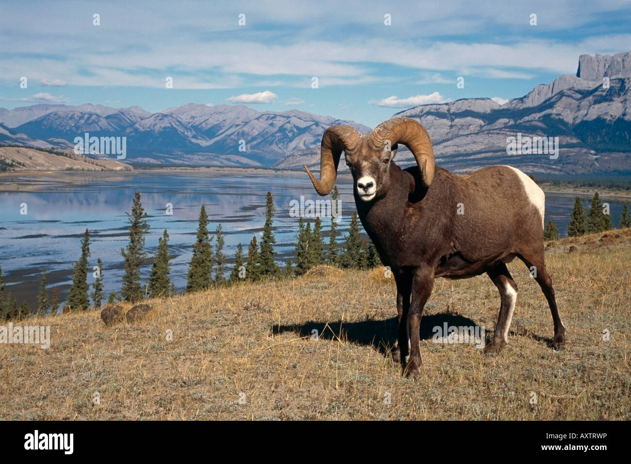 Brown Bighorn Sheep in Jasper National Park Alberta Canada Stock Photo ...