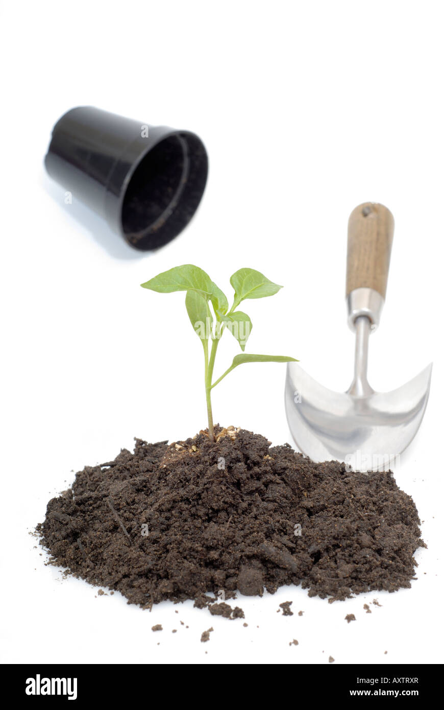 Seedling with trowel Yellow pepper capsicum Stock Photo