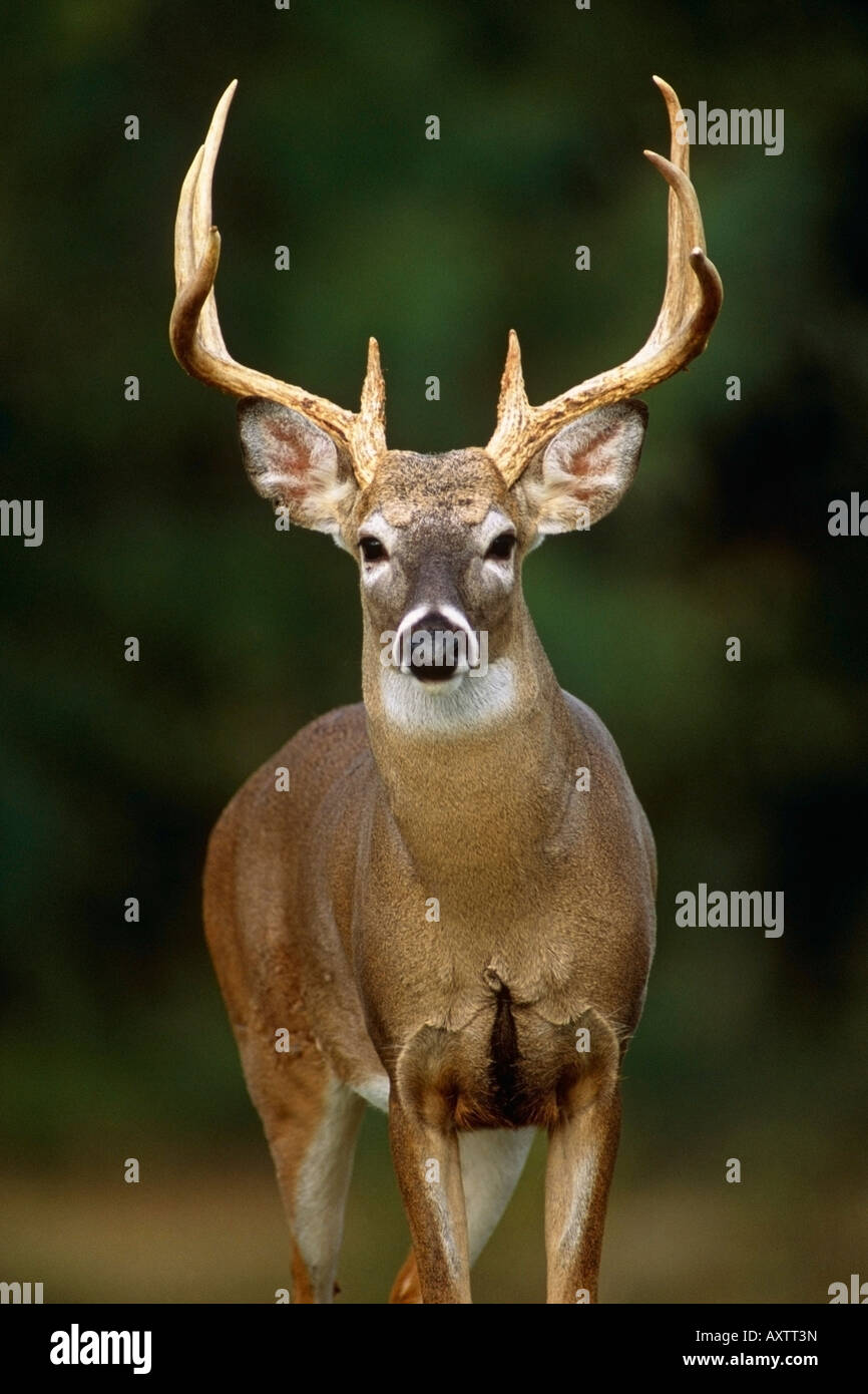One Whitetail Deer Texas USA Stock Photo