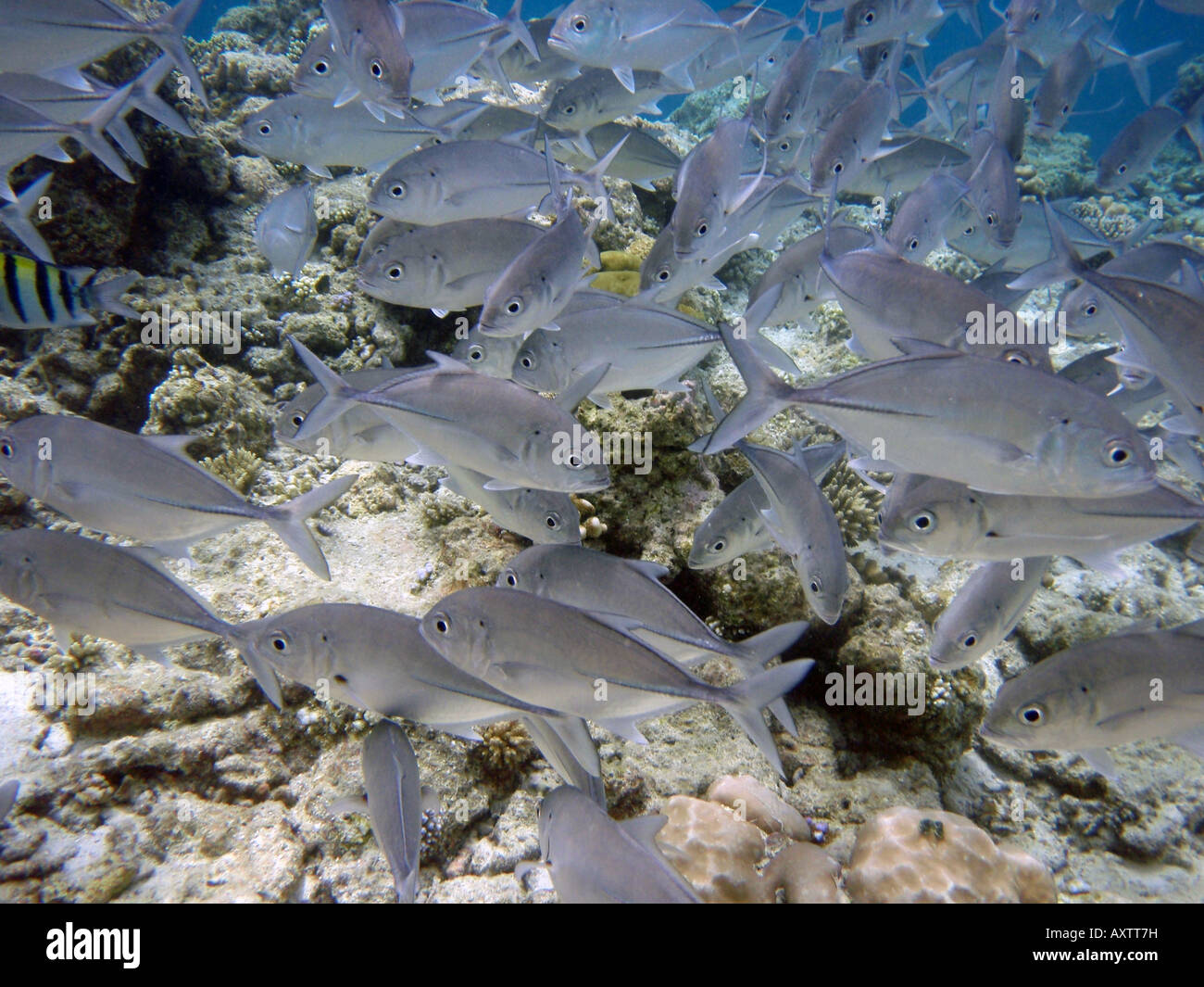Shoal of Fish [Bandos Island Reef, Kaafu Atoll, Maldives, Asia]                                                                . Stock Photo