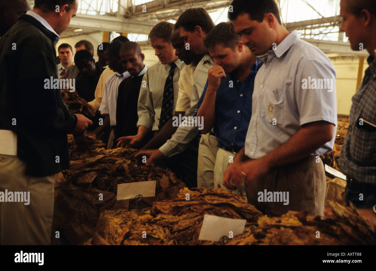 Traders inspecting tobacco at auction, Harare, Zimbabwe, Africa Stock Photo 