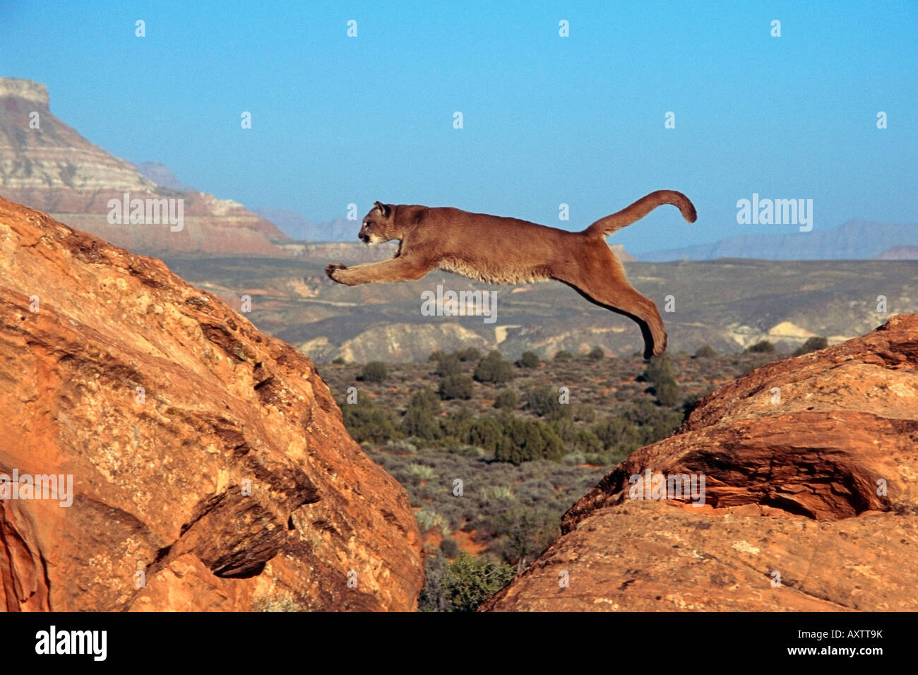 Captive Mountain Lion jumping in between two rocks in Southern Utah USA Stock Photo