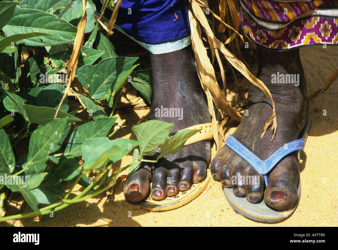 Feet of African women working in the fields, near Tahoua, Niger, West