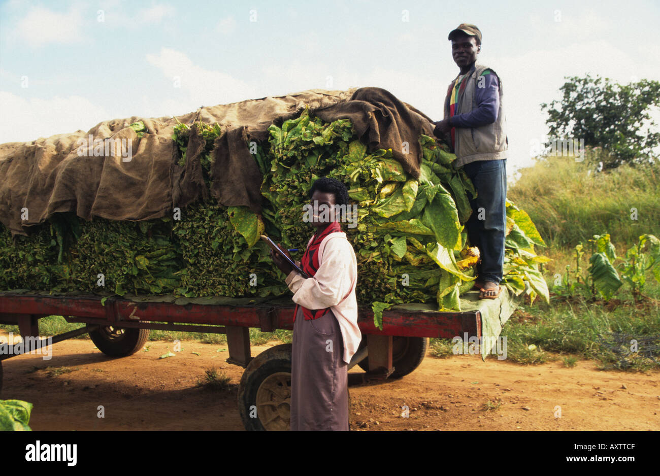 Packing and checking tobacco harvest on farm near Bindura, Zimbabwe, Africa Stock Photo