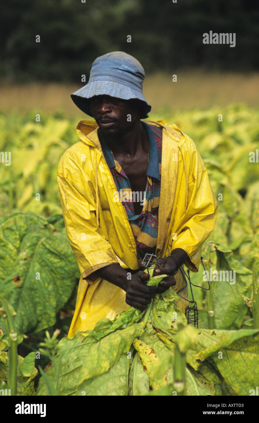 Man harvesting tobacco leaves on farm near Bindura, Zimbabwe, Africa Stock Photo
