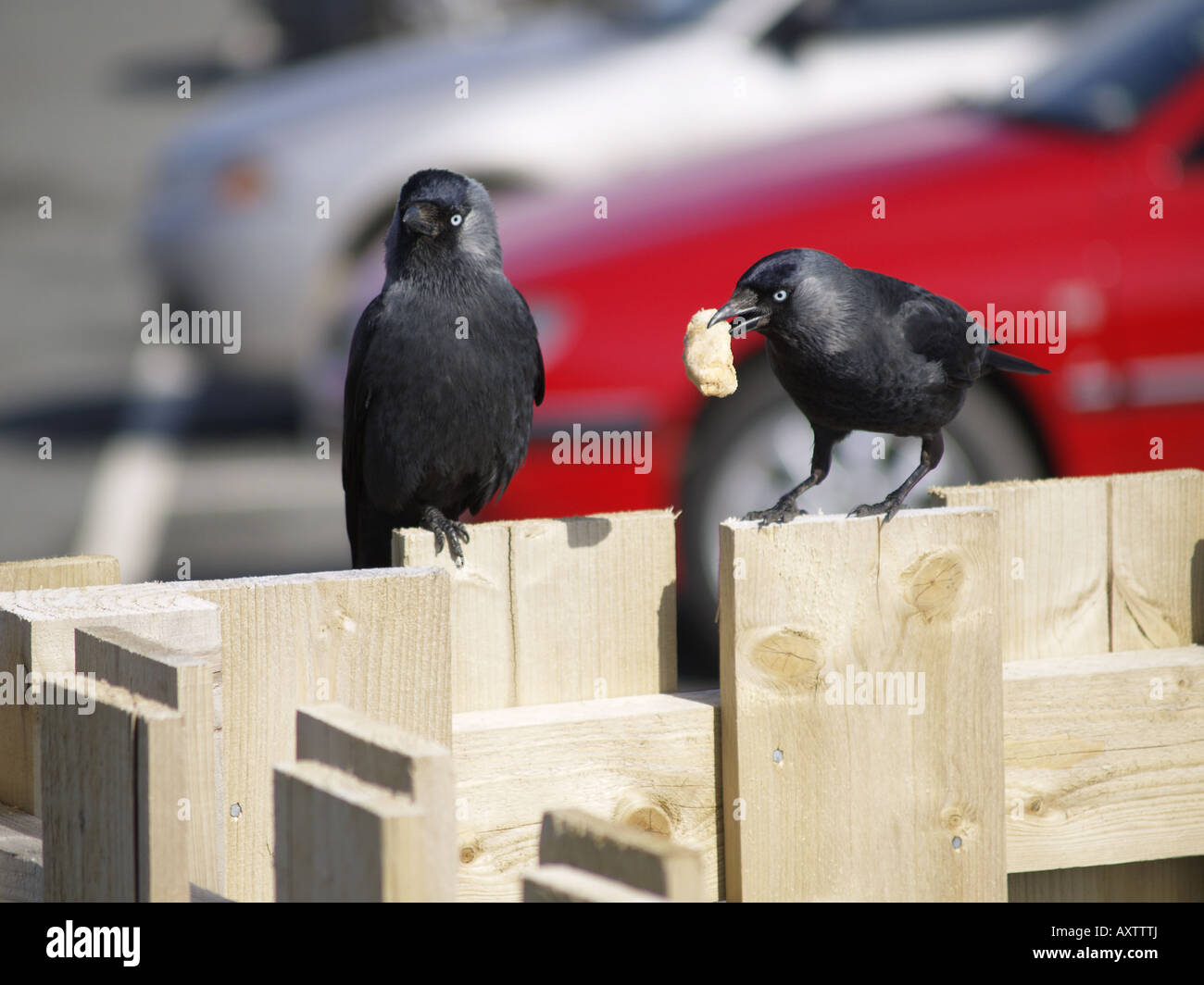 Two Jackdaw, Corvus monedula, one with some bread in its beak Stock Photo