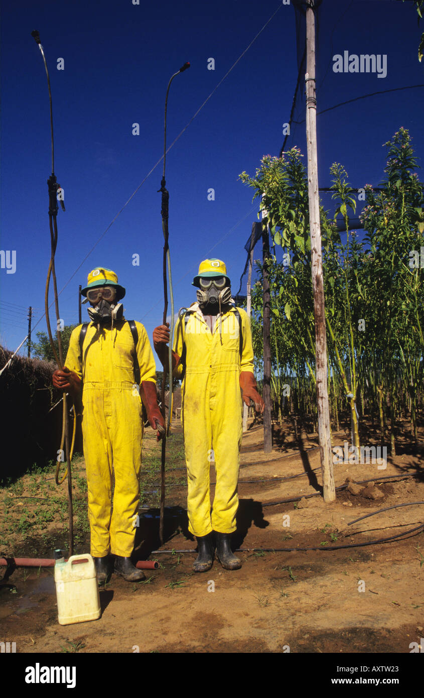 Workers spraying tobacco seed pods on farm near Bindura, Zimbabwe