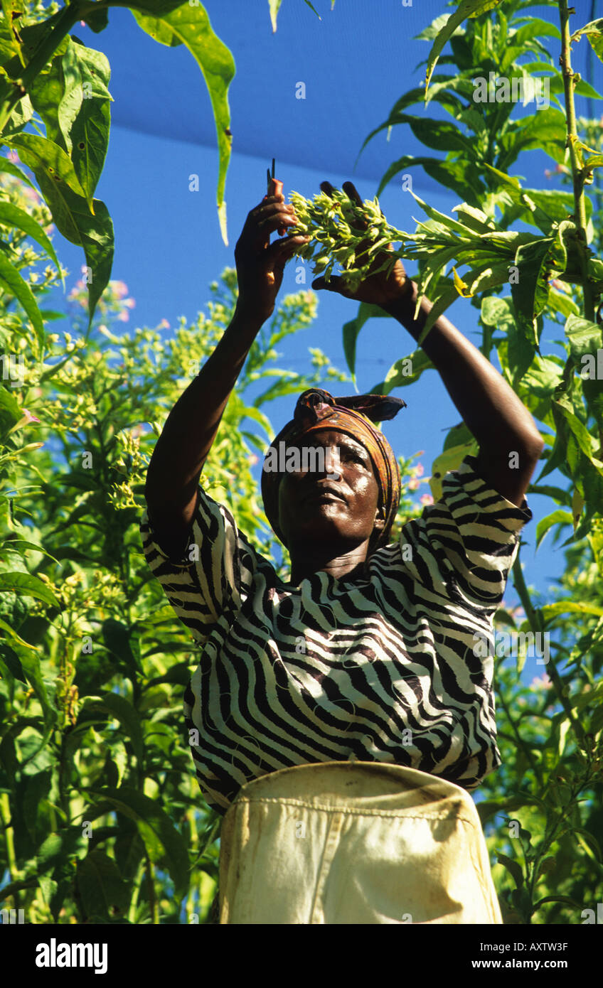 African woman working on a tobacco farm, near Bindura, Zimbabwe, Africa Stock Photo