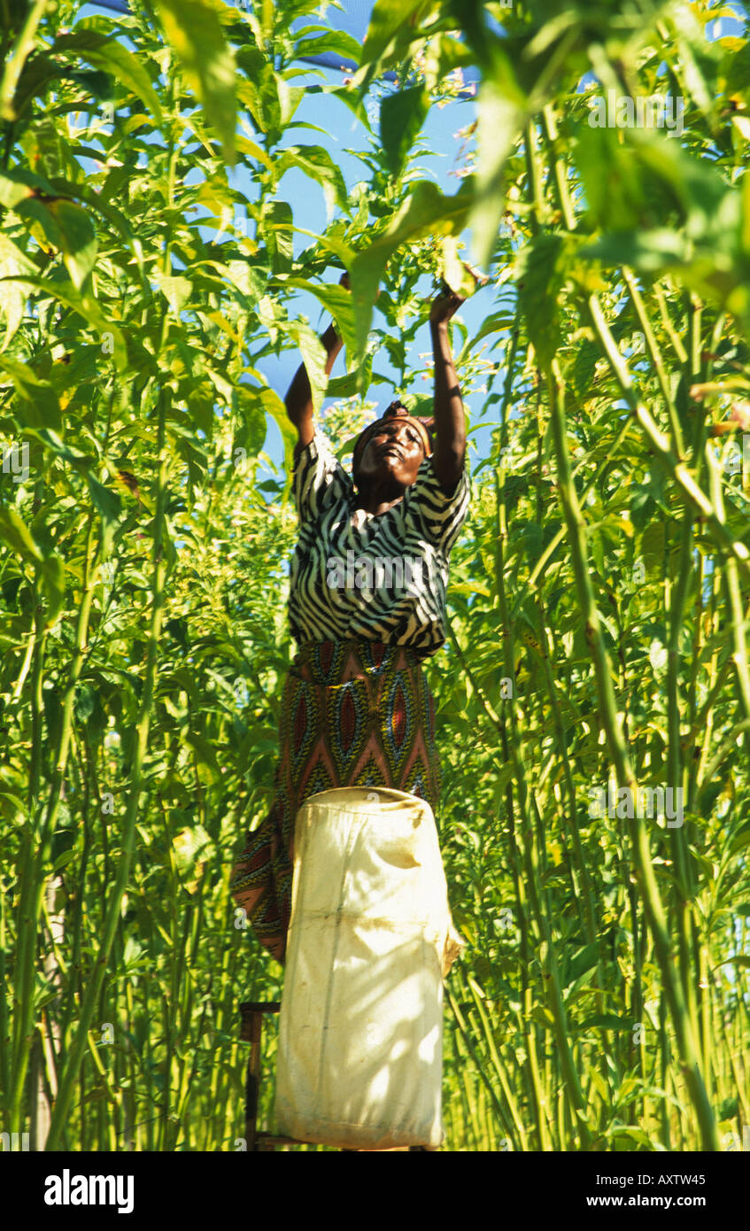 Bindura hires stock photography and images Alamy