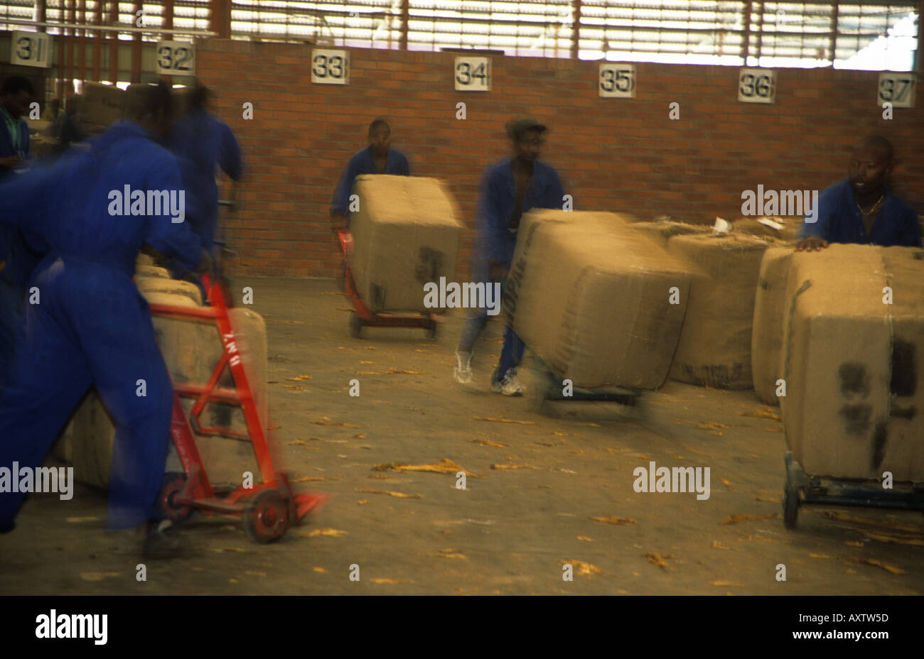 Pushing trolleys at tobacco auction, Harare, Zimbabwe, Africa Stock
