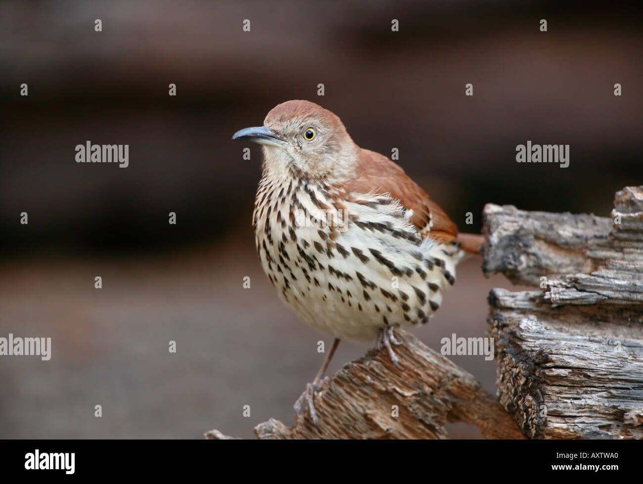 Brown thrasher song birds hi-res stock photography and images - Alamy