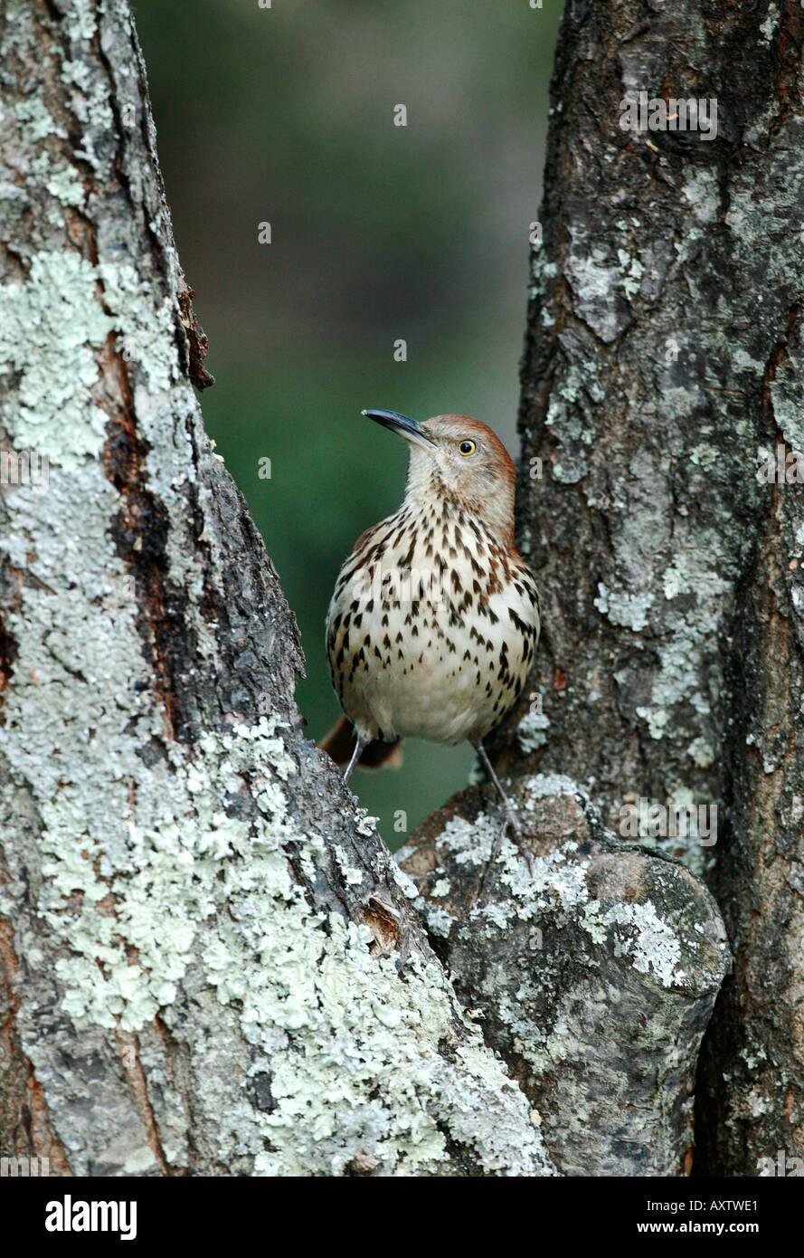 Brown thrasher song birds hi-res stock photography and images - Alamy