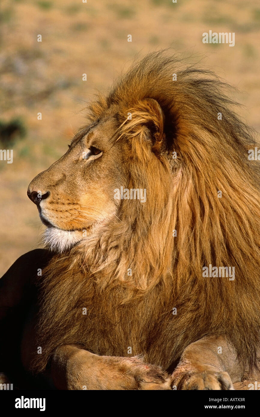 Lion sitting hi-res stock photography and images - Alamy