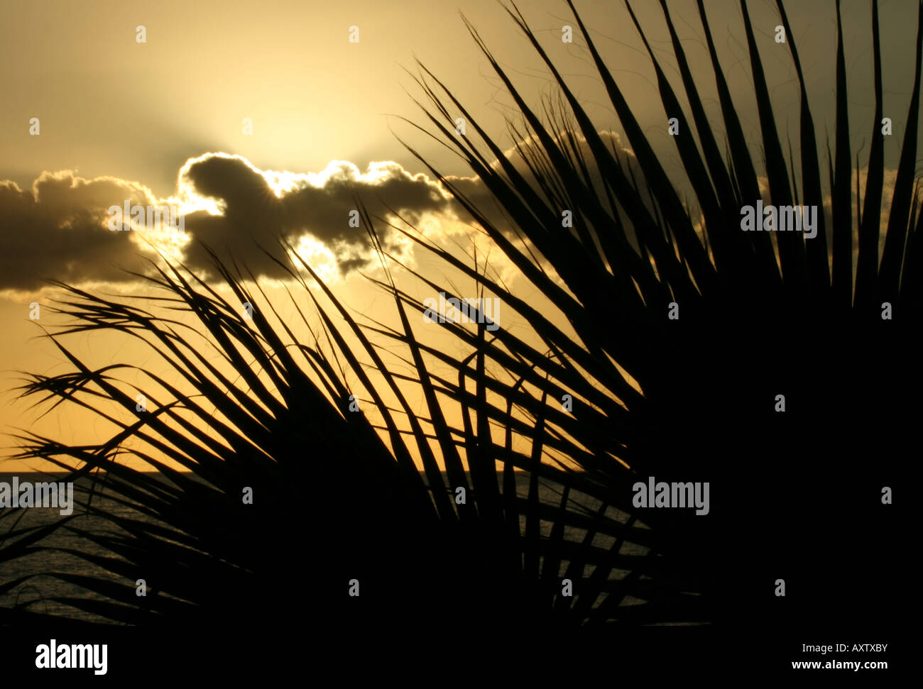 Evening background: palm trees silhouetted at sunset (Tenerife, Canary Islands, Spain) Stock Photo
