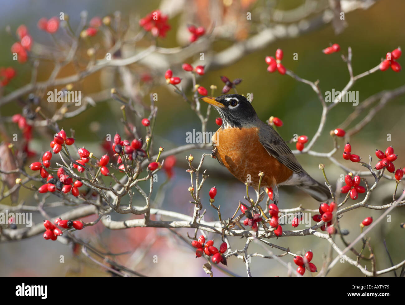 Robin eating seeds hi-res stock photography and images - Alamy