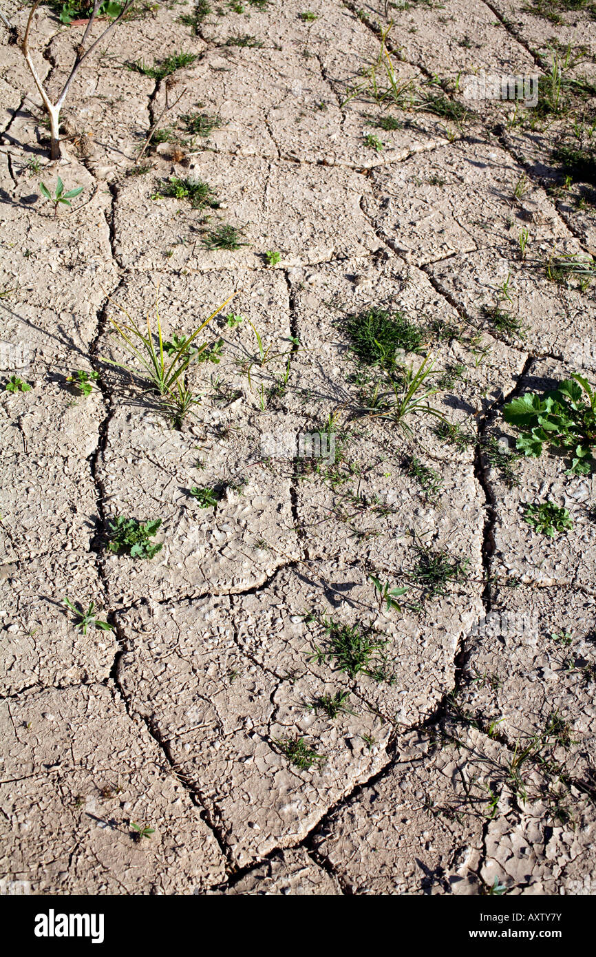 Plants germinating in cracked dry mud Stock Photo Alamy