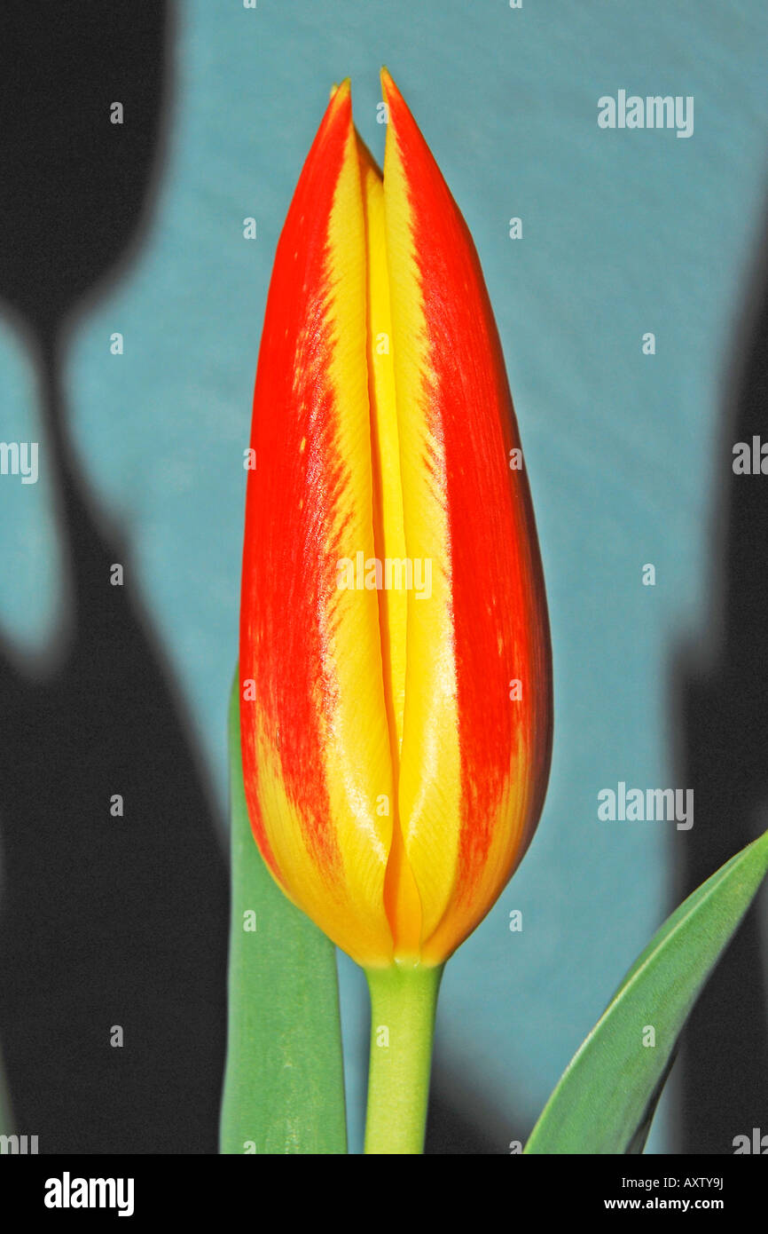 Tulipa 'Giuseppe Verdi' Stock Photo