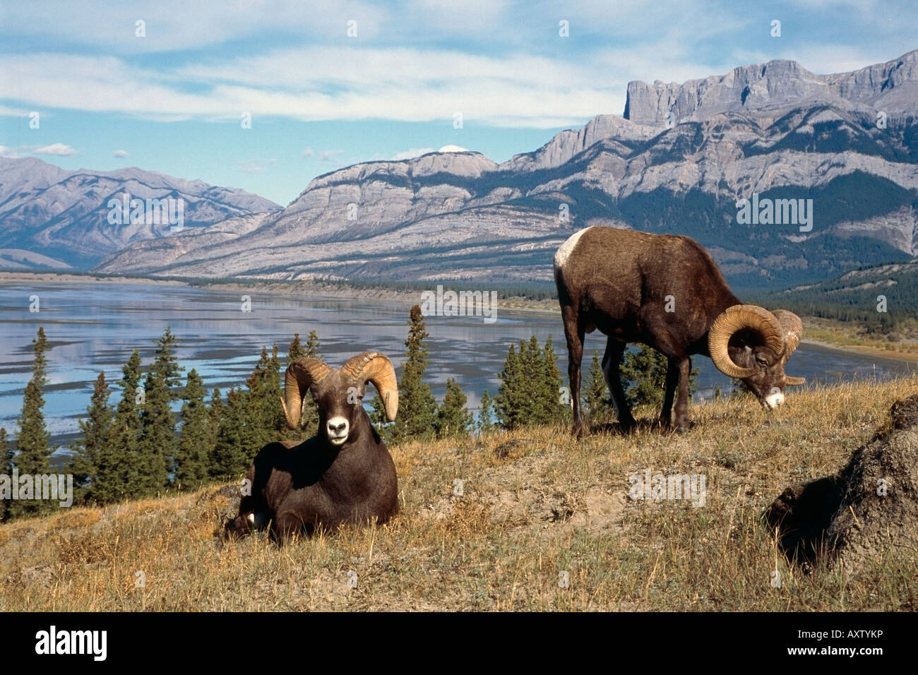 Brown Bighorn Sheep in Jasper National Park Alberta Canada Stock Photo
