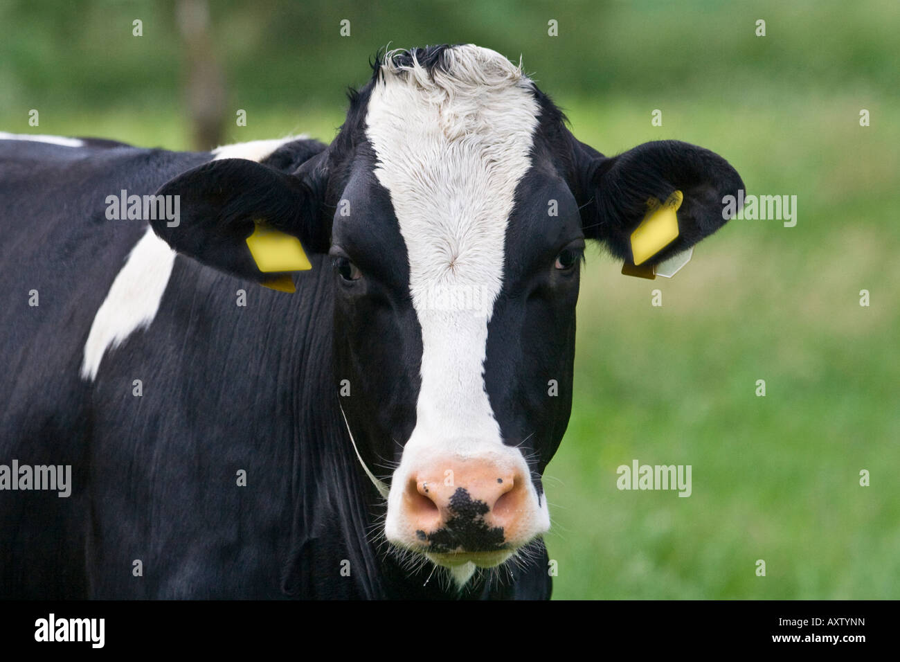 head of cow Stock Photo