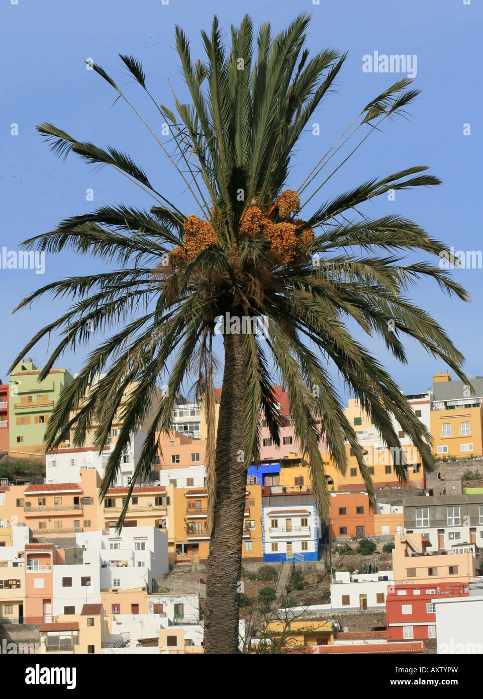 The palm tree and the multicolor houses as a background (La Gomera, Canary Islands) Stock Photo