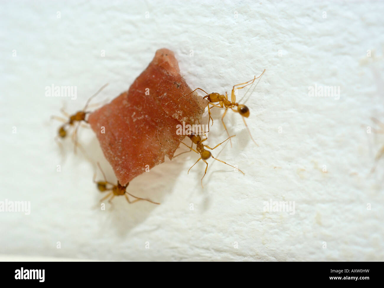 Red ants carrying food Stock Photo Alamy