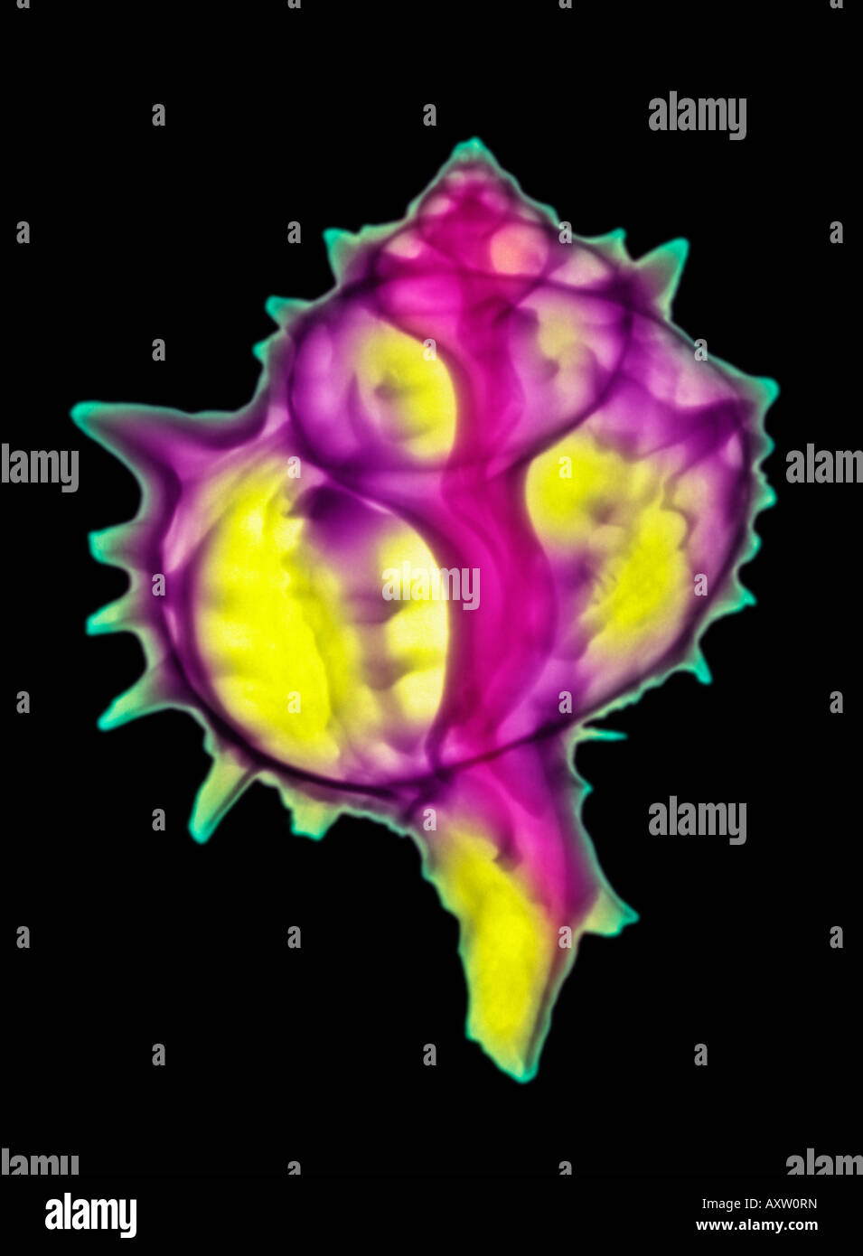colorized digitally-enhanced x-ray of a seashell Stock Photo