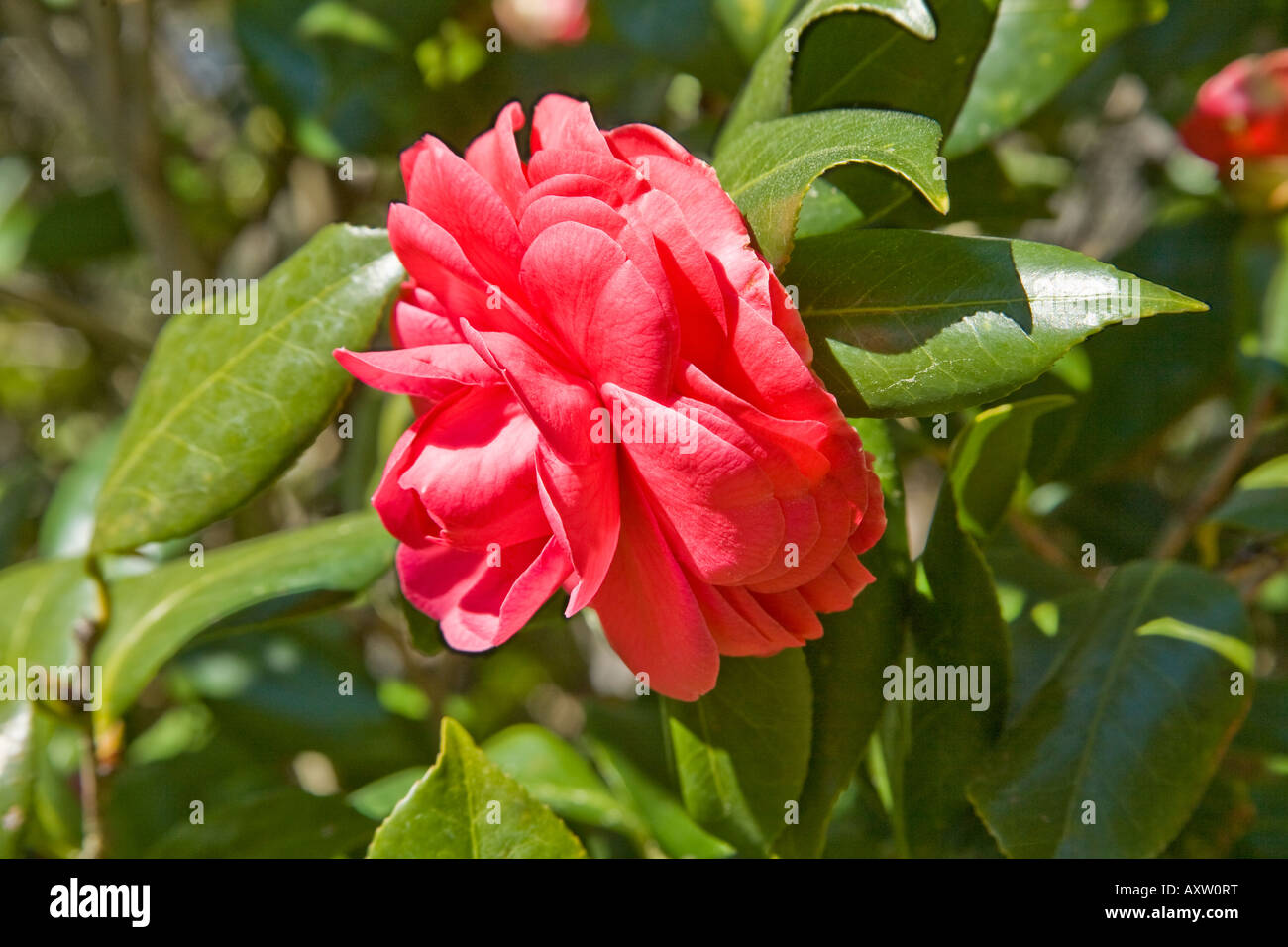 A red  (Camellia japonica Campbellii) Stock Photo