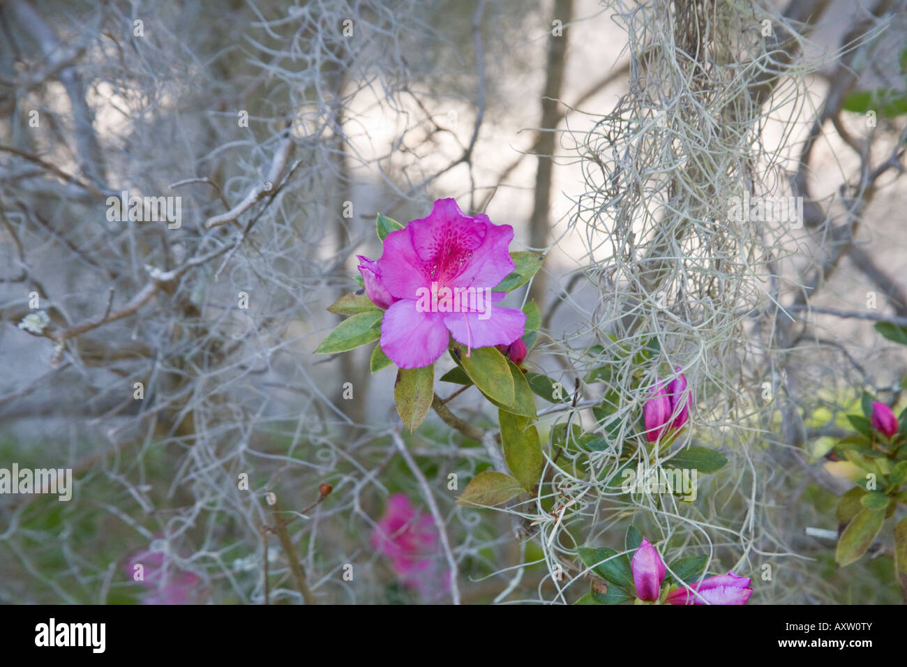 Pink azaleas (rhododendron), native to the Southern United States, growing amongst Spanish moss hanging from live oak trees. Stock Photo