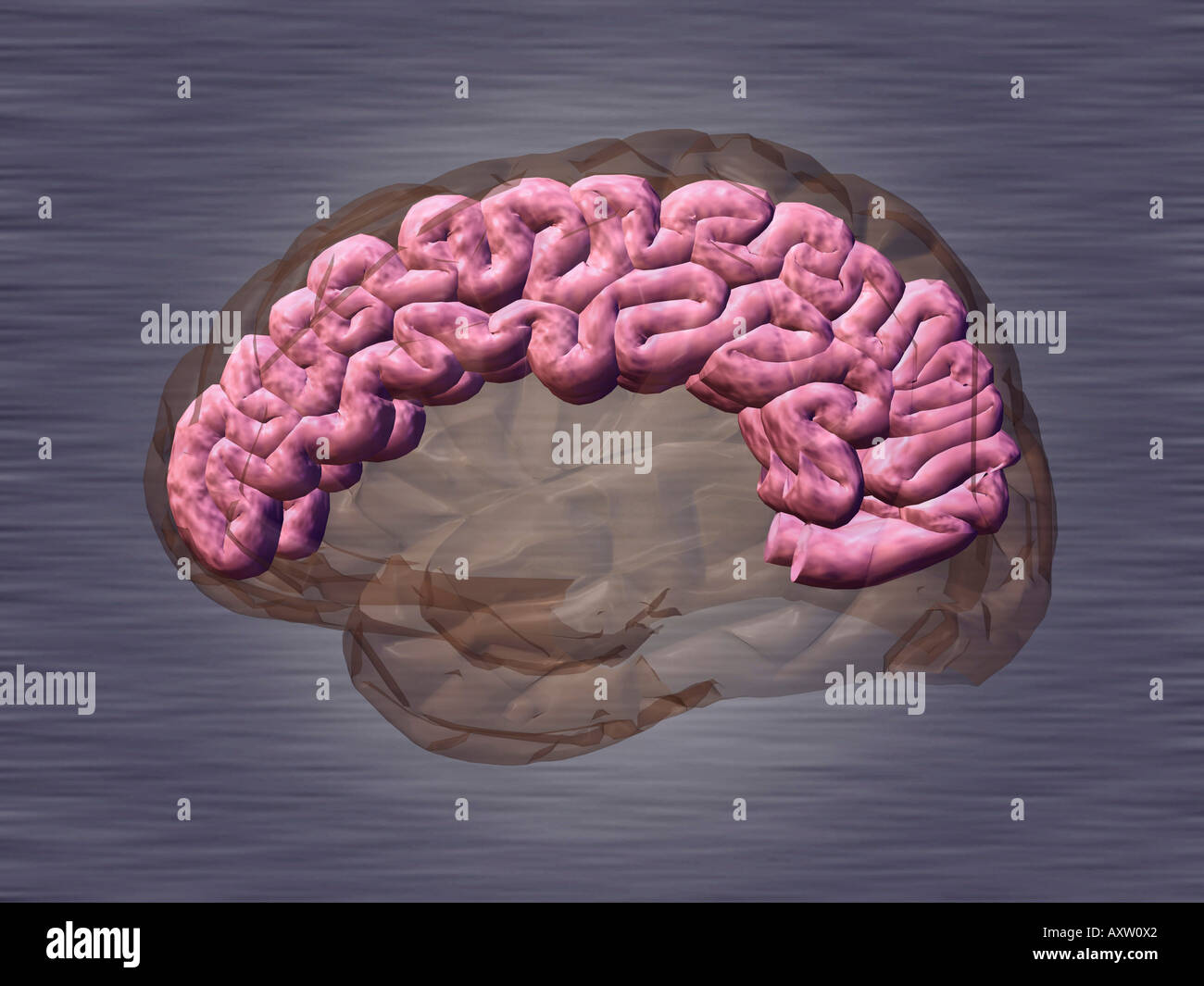 Cerebrum Stock Photo
