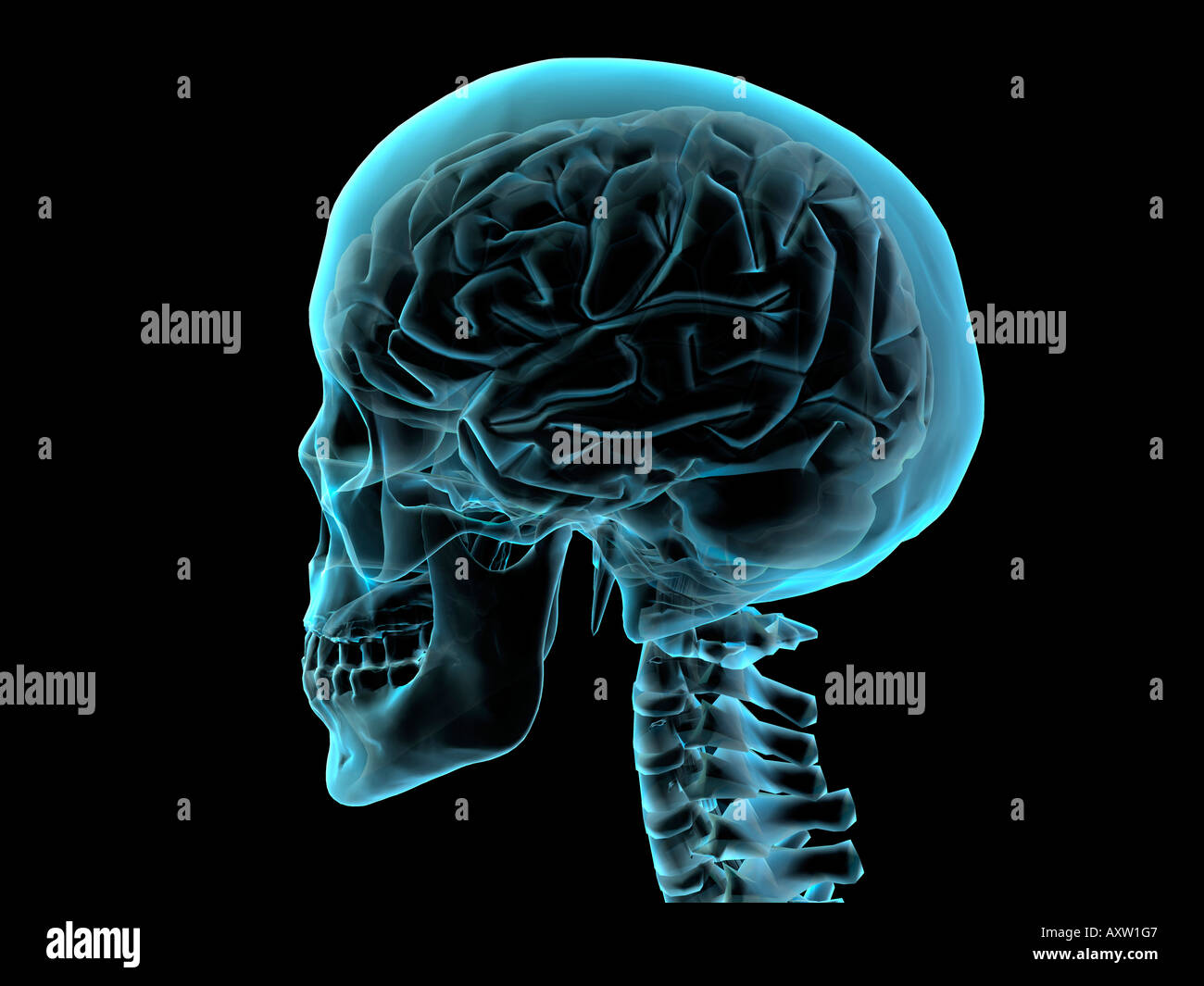 Side view cervical spine skull hi-res stock photography and images - Alamy