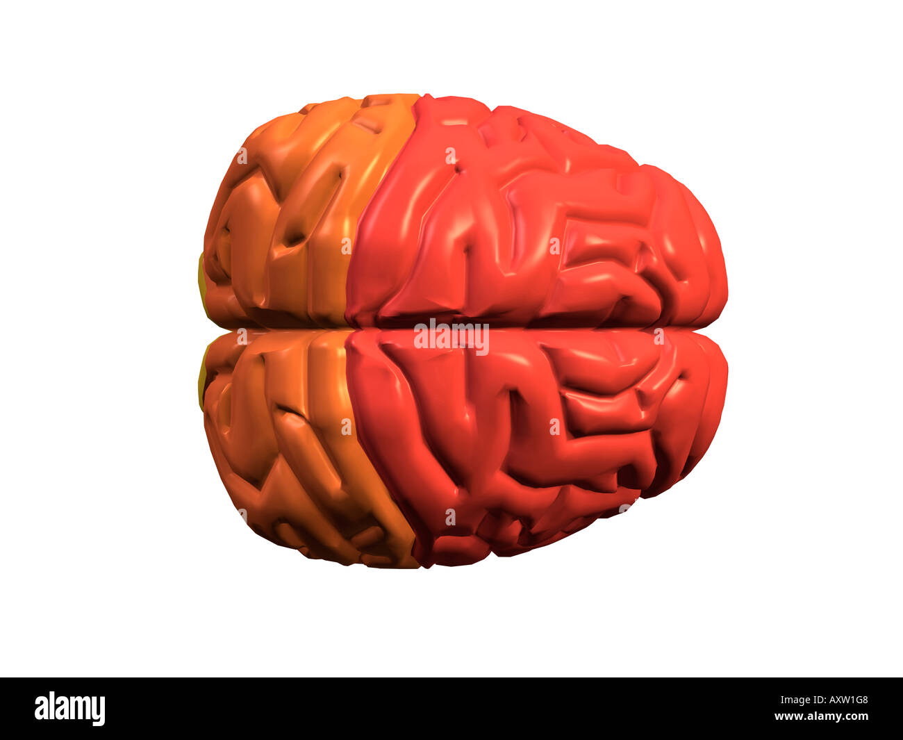 The brain Cut Out Stock Images & Pictures - Alamy