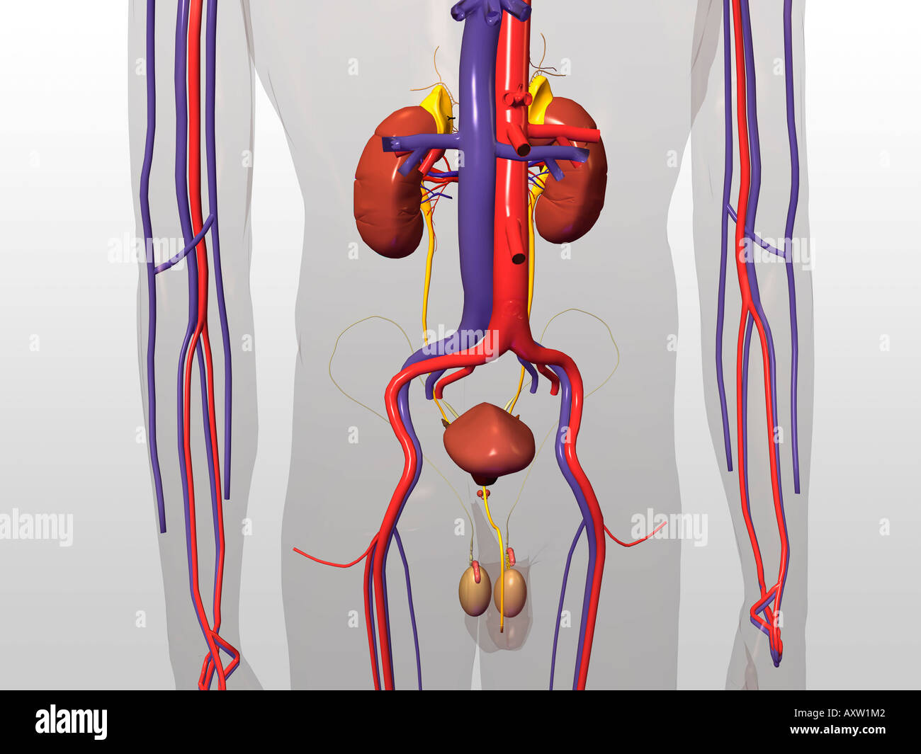 Male Urinary Circulatory System Stock Photo - Alamy