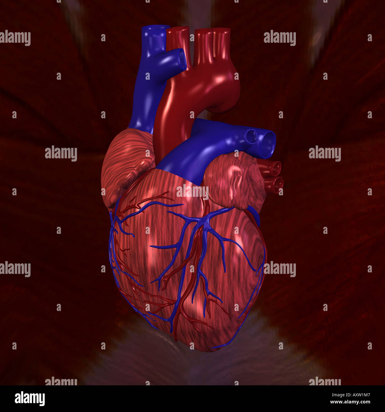 Internal View Human Heart High Resolution Stock Photography and Images