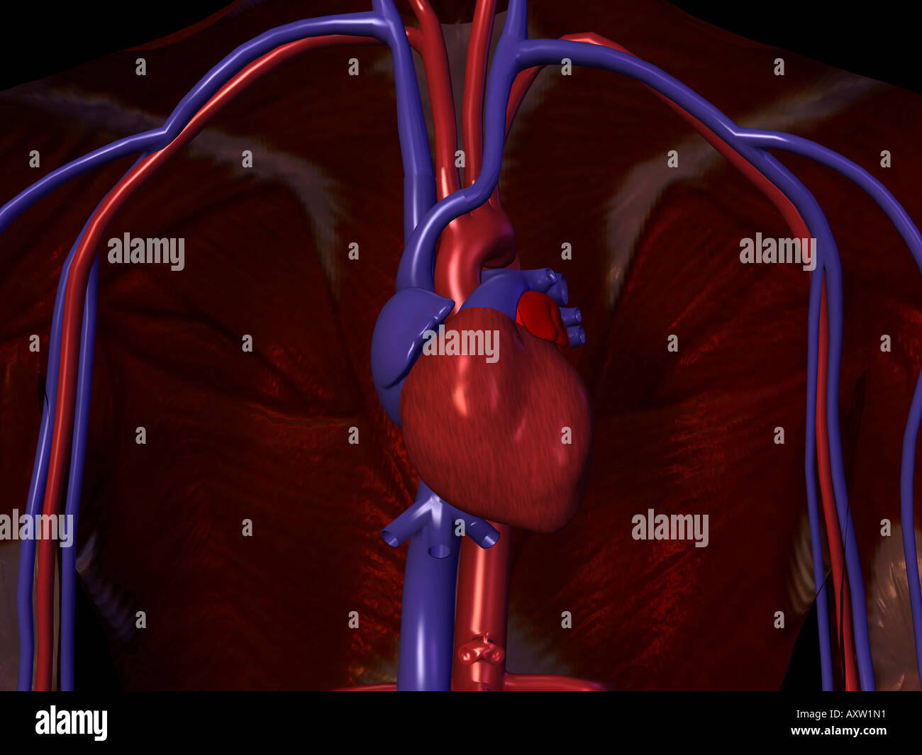 Circulatory System Stock Photo - Alamy