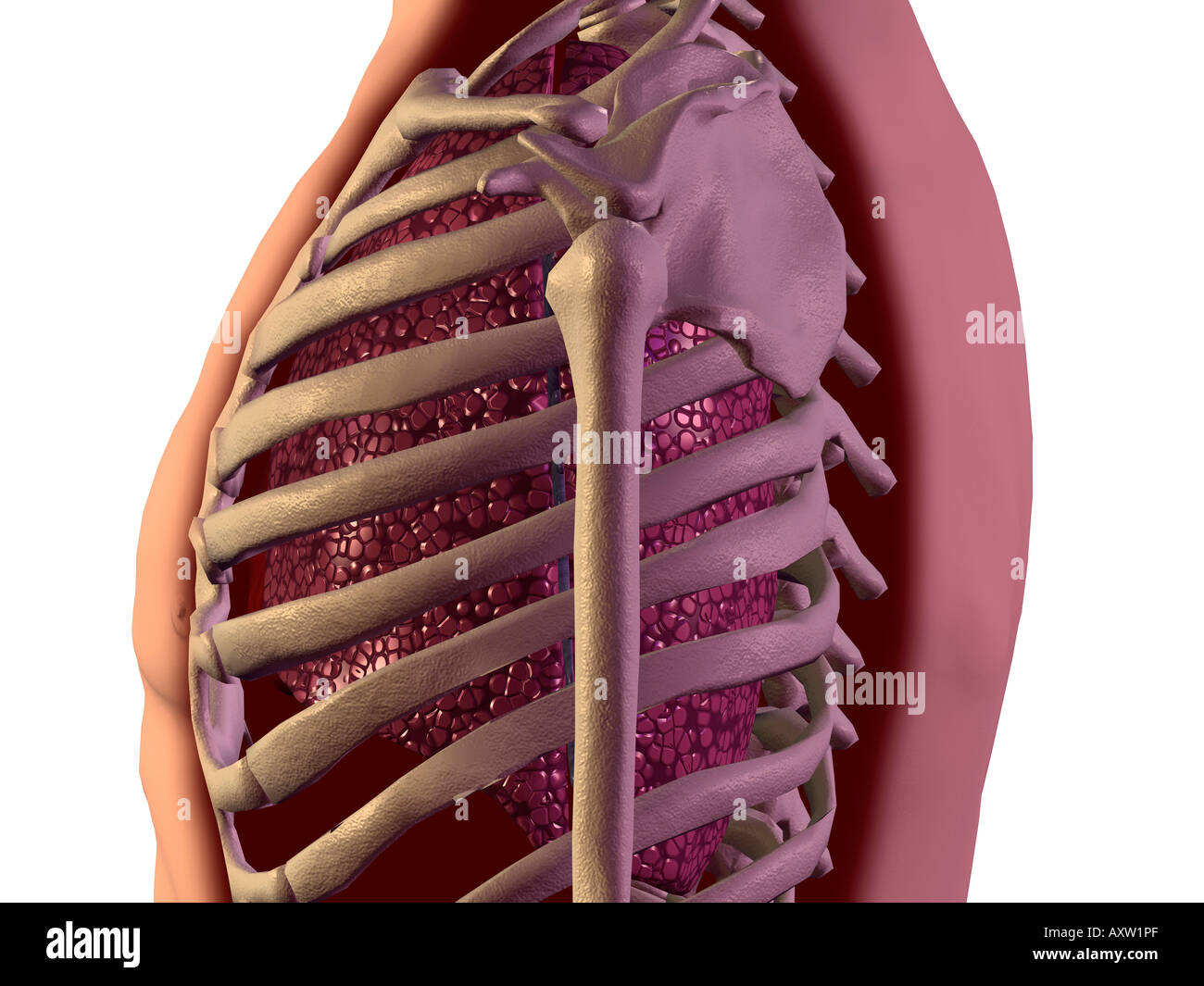 Anatomy ribs hi-res stock photography and images - Alamy