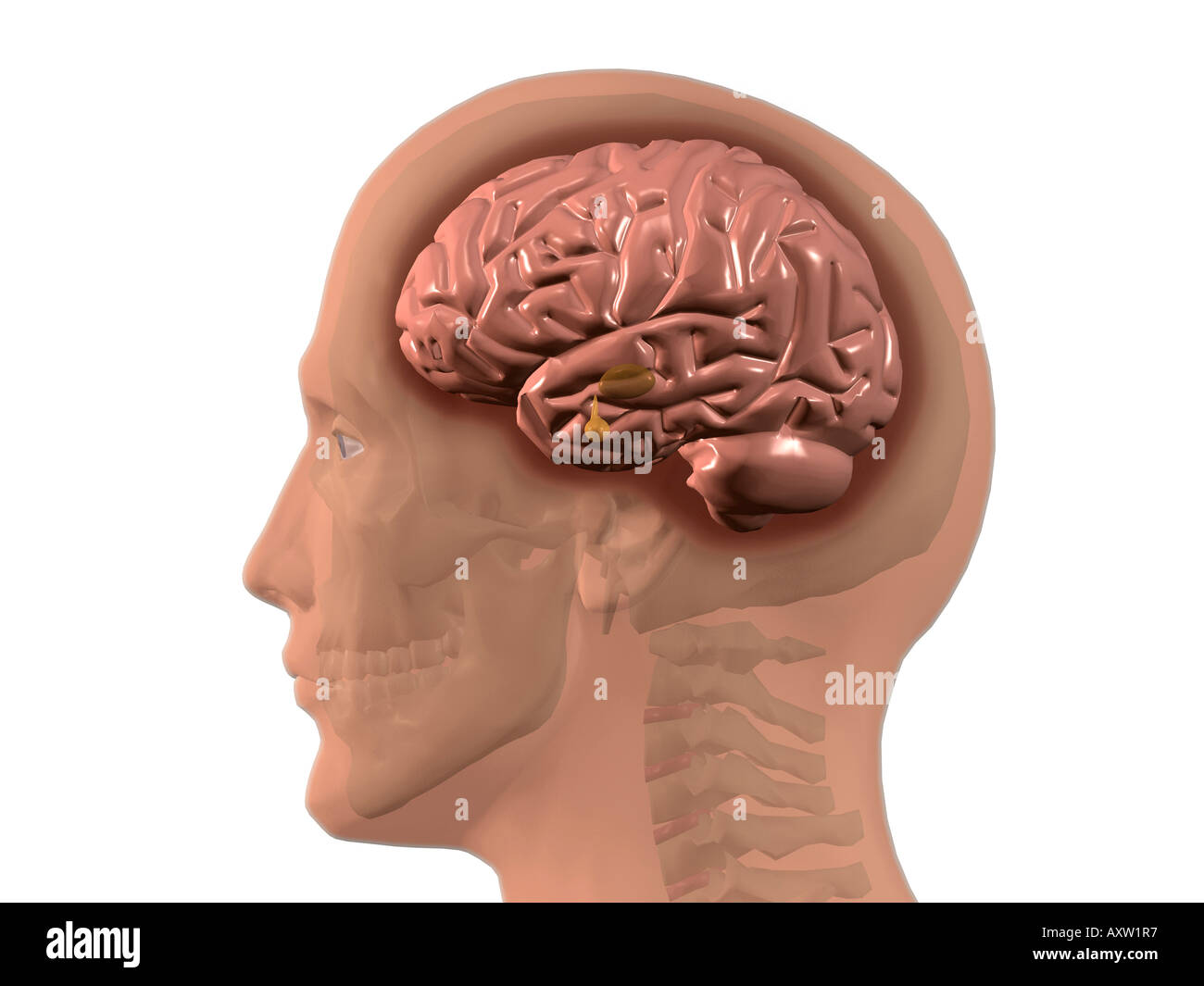 Мозг находится в черепе. Головной мозг. Мозг находится в черепе. Расположение мозга в черепной коробке человека. Расположение мозга в черепной коробке.