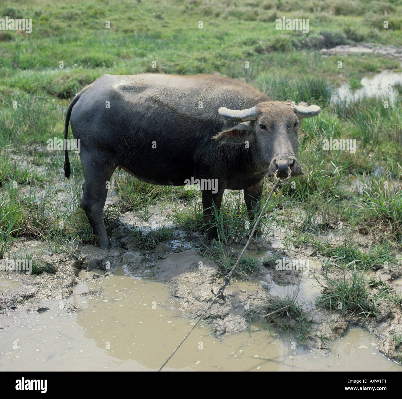 Adult water buffalo tethered by a water hole Guimaras Philippines Stock