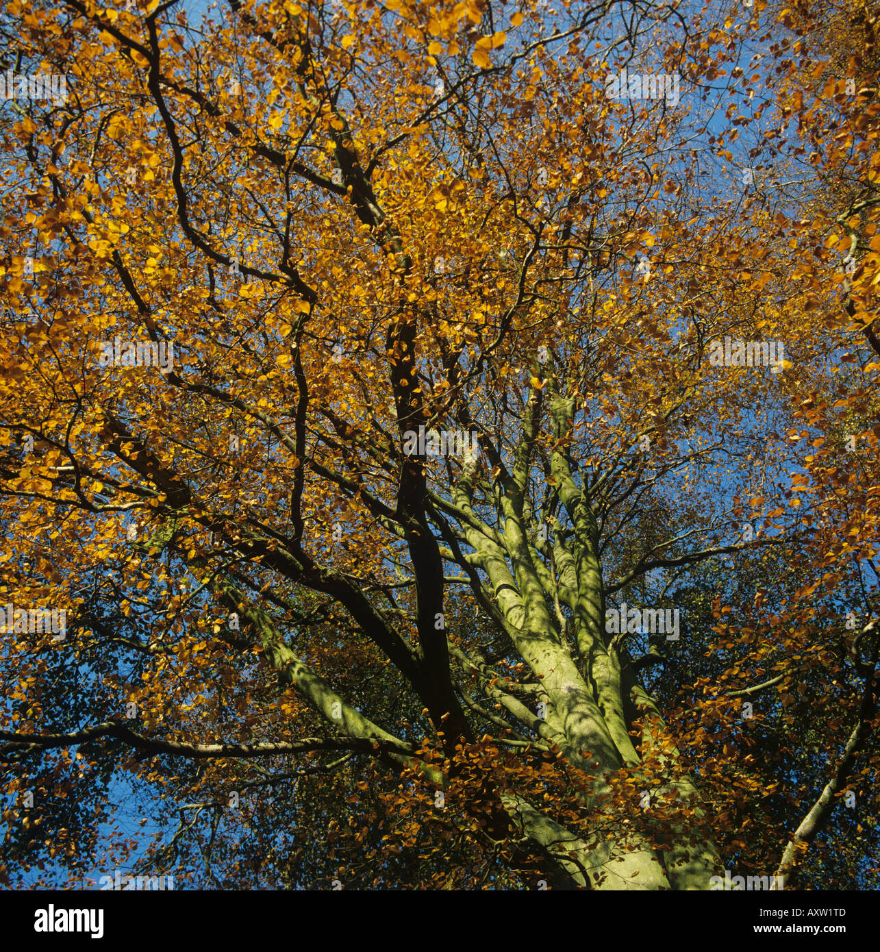 A beech Fagus sylvatica tree in full autumn colour Stock Photo - Alamy