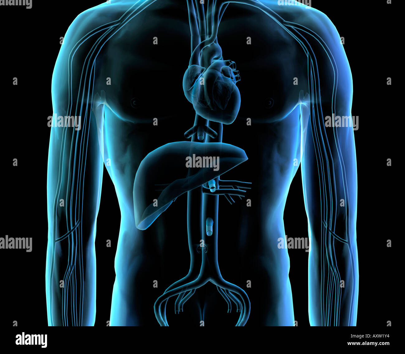 Circulation of Heart and Liver Stock Photo - Alamy