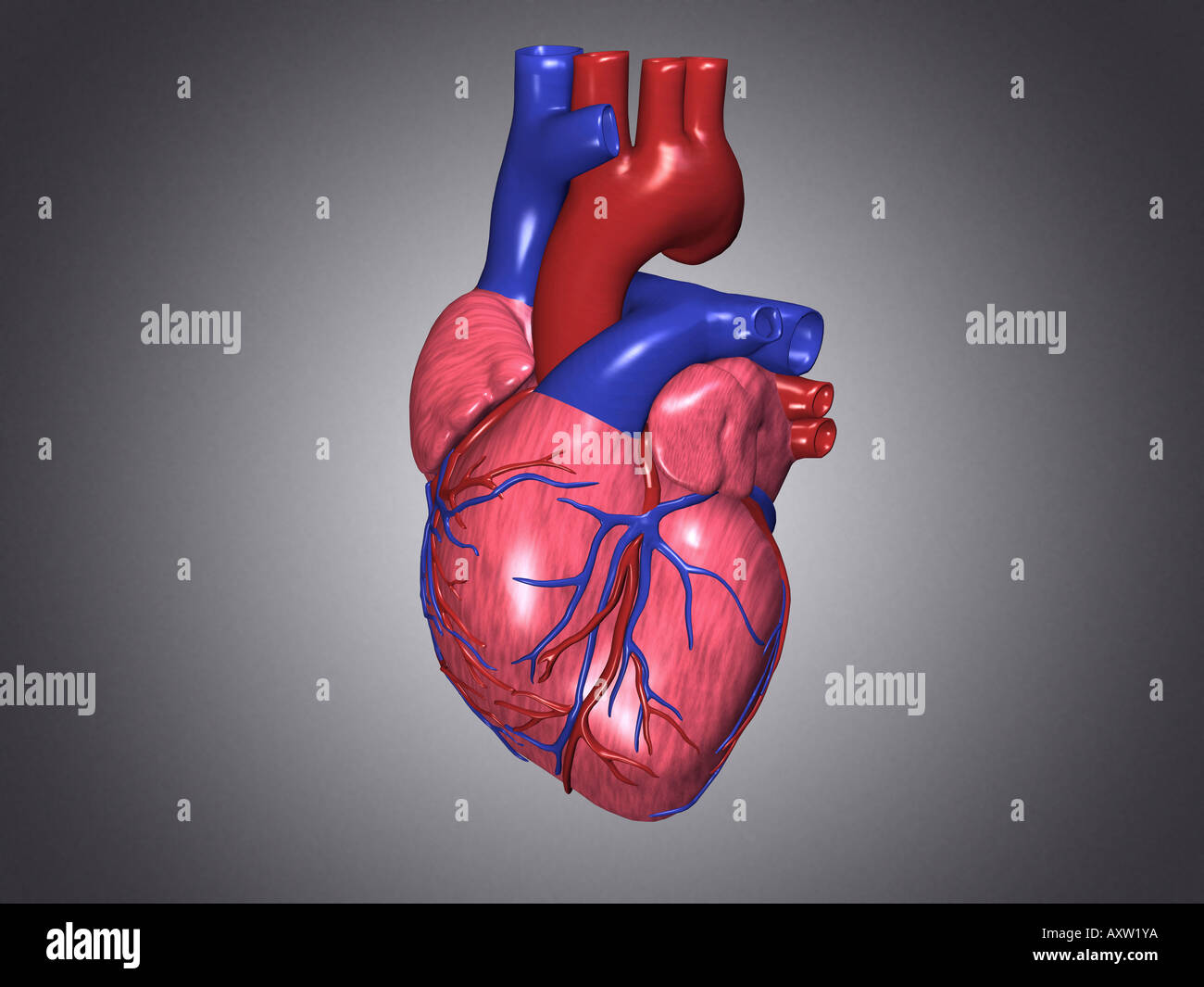 Heart Human heart anatomy hi-res stock photography and images - Alamy
