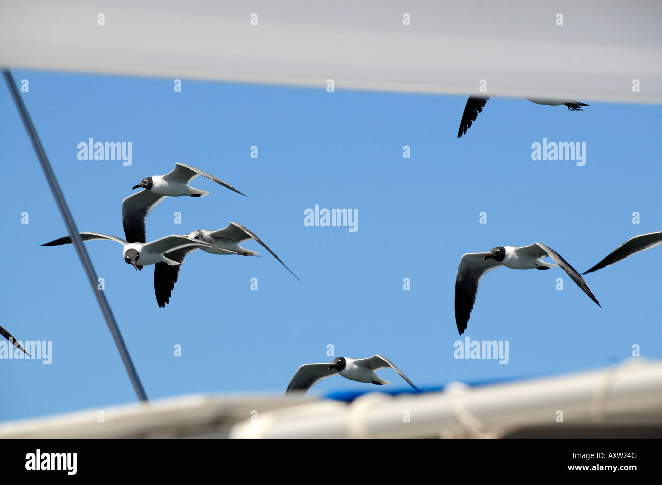 A flock of black-headed gulls, framed by the boom and sun roof of a catamaran. Stock Photo