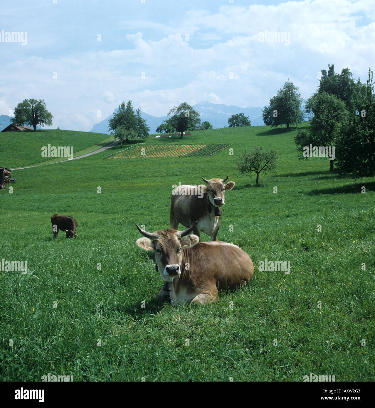 Two brown Braunvieh or Swiss triple purpose cows on lush alpine