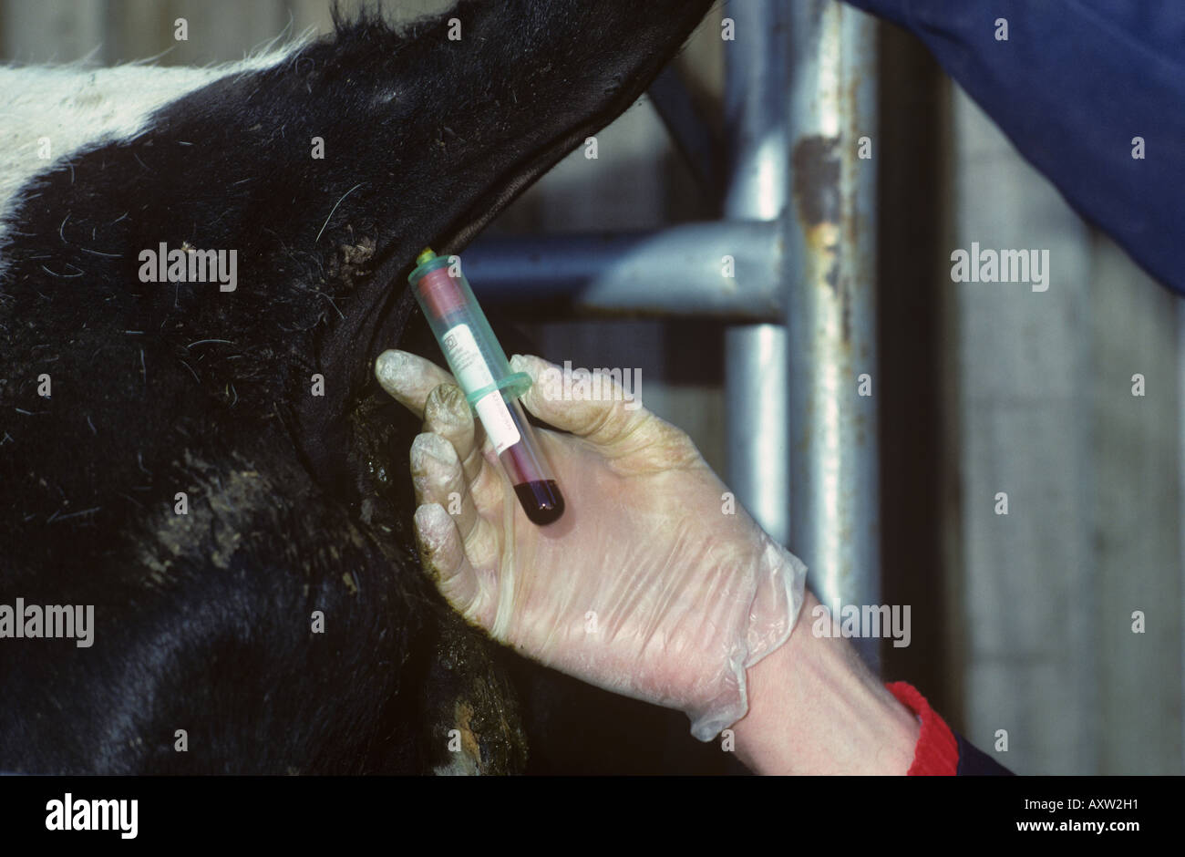 Agriculture cattle tail hires stock photography and images Alamy