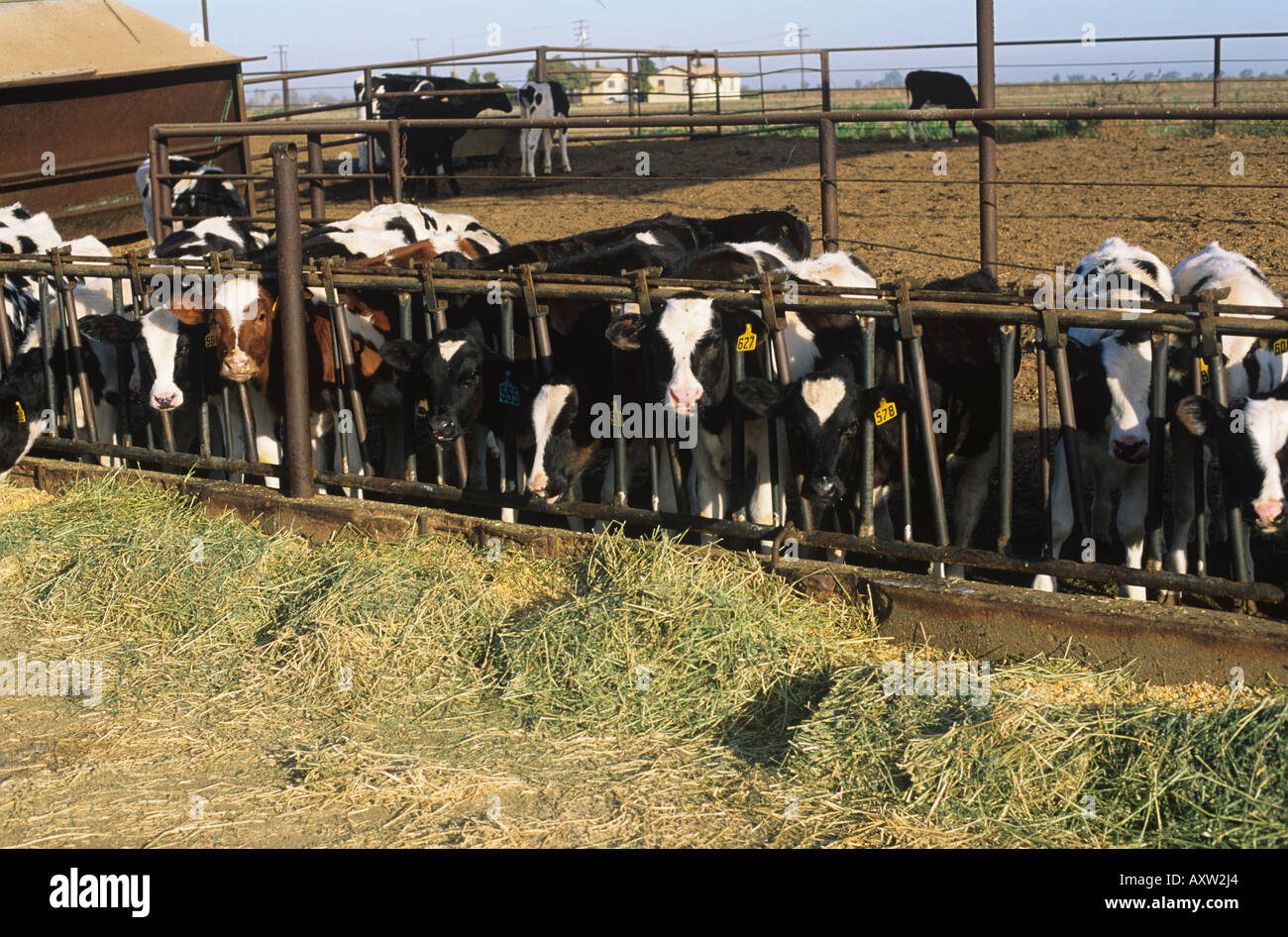 Holstein calves feeding on alfalfa silage in zero grazing pen in a large dairy farm California Stock Photo