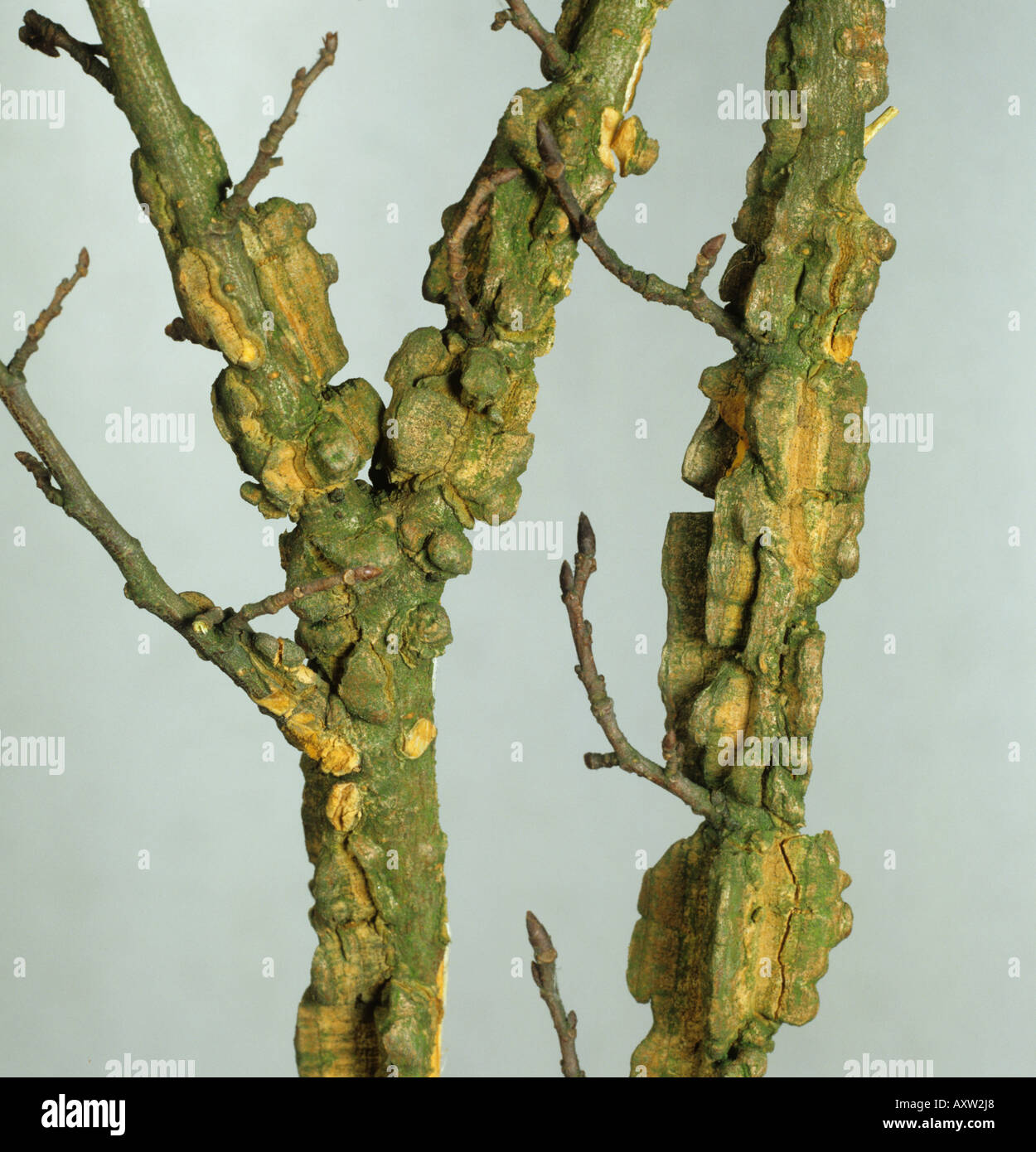 Wingbark virus or winged cork a virus disease of elm Ulmus procera Stock Photo