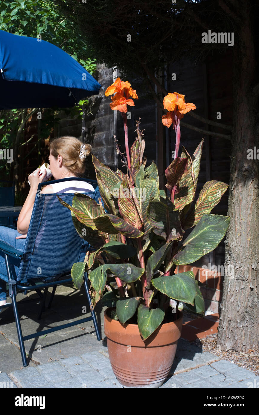 Canna Tropicanna With Orange Flowers In A Pot On The Patio With A Woman Sitting Drinking Coffee Stock Photo Alamy